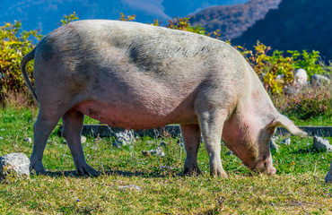 Freely grazing pig on an organic farm © monticellllo
