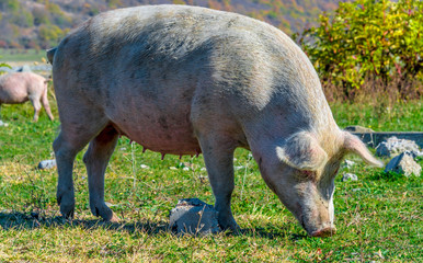 Freely grazing pig on an organic farm © monticellllo