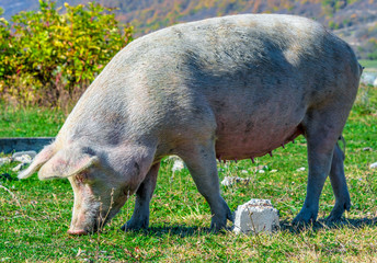 Freely grazing pig on an organic farm © monticellllo