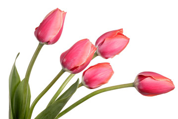 Naklejka premium Garden Flower bouquet. Tulips isolated on a white background