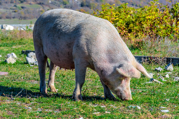 Freely grazing pig on an organic farm © monticellllo
