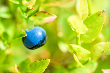 A blue blueberry on a green plant in sunny summer