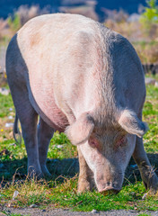 Freely grazing pig on an organic farm