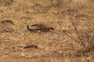 Slender mongoose alone