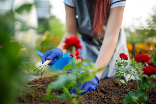 Image of young agronomist woman in rubber glovers planting red roses in garden