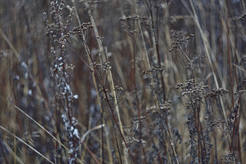 Fototapeta premium dry flowers and herbs in winter
