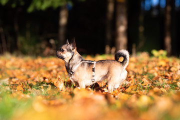 Chihuahua beim spielen auf der Wiese im Herbst
