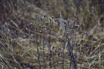 dry flowers and herbs in winter