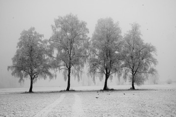 Four frozen trees in a snow-covered winter landscape in the fog