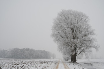A frozen tree and a path in a snow-covered winter landscape in the fog