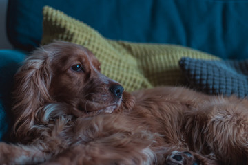 Golden Cocker Spaniel Dog Laying down