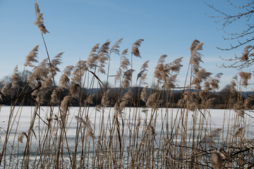A few dry reed grasses on the edge of a frozen lake with ice and snow