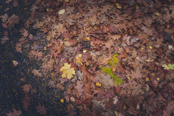 Autumn park, photos of details