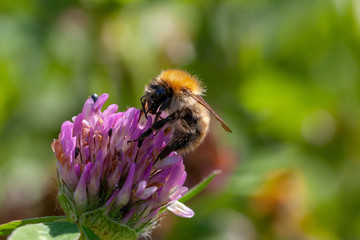 Bourdon des bois sur une fleur