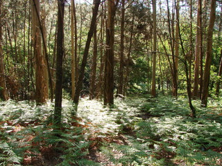 Obraz premium Landscape of lush vegetation on a warm spring day under the rays of the sun, which break through the thickness of branches of forest trees.