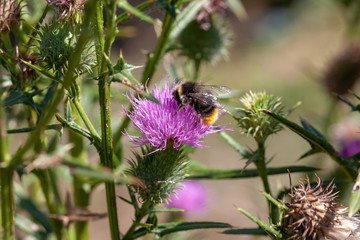 Abeille solitaire - Le bourdon des pierres