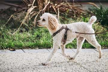 Petit chien caniche beige en promenade