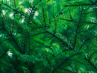 Green fir tree winter christmas background. Branches texture. Forest nature