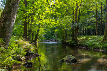 Fototapeta na wymiar A quiet little river in a sunny forest!