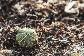 Carcasse d'oursin au bord de la mer