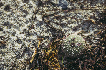 Carcasse d'oursin au bord de la mer