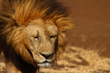 Sad Lion
