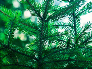 Fototapeta na wymiar Green fir tree winter christmas background. Branches texture. Forest nature