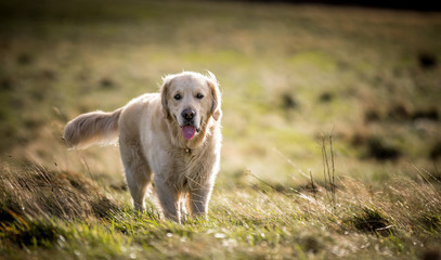 The Golden Retriever