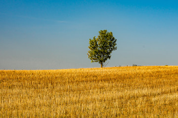 A single, small tree on a large yellow field in front of the blue sky. 