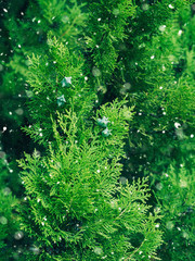 Green fir tree winter christmas background. Branches texture. Forest nature. Snow fall flakes
