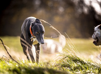 The Lurcher