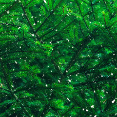 Green fir tree winter christmas background. Branches texture. Forest nature. Snow fall flakes