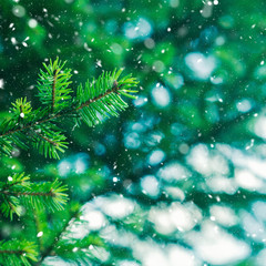 Fototapeta na wymiar Green fir tree winter christmas background. Branches texture. Forest nature. Snow fall flakes