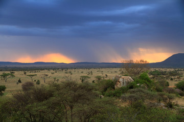 Fototapeta premium Stormy Sunset Over African Savannah