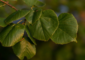 Tree leaves