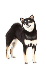 Shiba inu dog isolated on white background