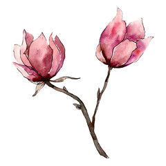 Pink magnolia flowers. Isolated bouquet illustration element. Watercolor background illustration set.