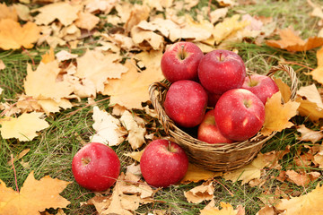 Naklejka na ściany i meble Basket with red apples in autumn park