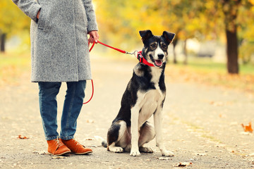 Naklejka na ściany i meble Beautiful dog near owner in autumn park
