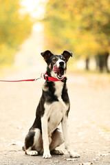 Beautiful dog with collar in autumn park
