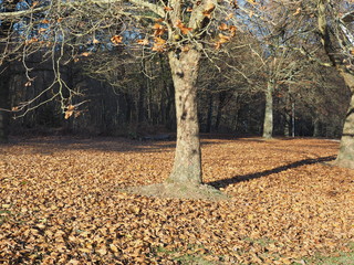 Herbst am Jägersburger Brückweiher bei Homburg – Jägersburger Weiher - Buntes Laub in der...