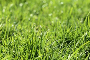 Fototapeta premium Background of green grass