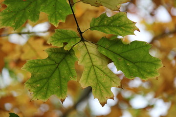 green oak leaves at a branch in the forest closeup 