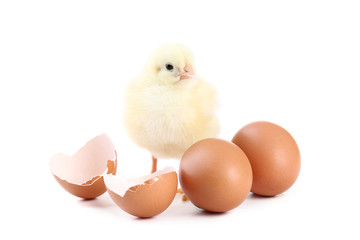 Little chick with eggs isolated on white background