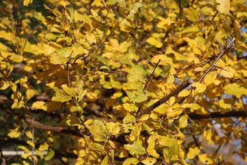 Herbst
