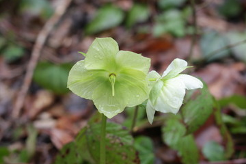 Flowers of mountain forest wild,sed in medicine,close-up,Helleborus caucasicum L, .
