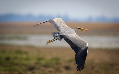 Reiher im Flug