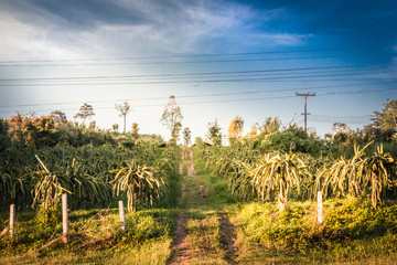 Dragon fruit farm