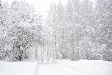Snowy road through winter forest