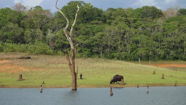 A wide shot of a gaur grazing on a river bank in Kerala India.